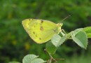 Colias alfacariensis ©  S. Beshkov